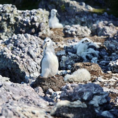 imas results 2024|Extreme weather threatens survival of seabirds and seals .